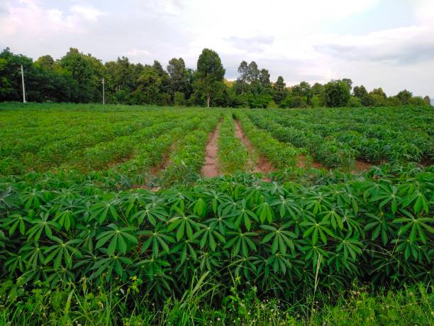 Cassava Image